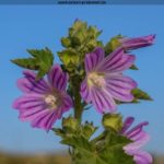 Flora und Fauna in Zypern - Malva Sylvestris