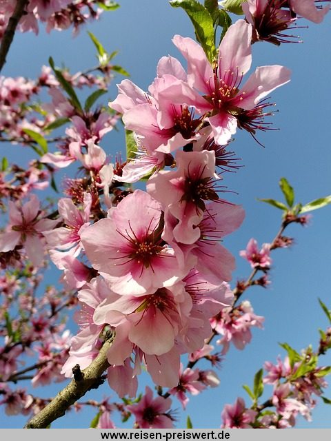 Mandelblüte im Frühling