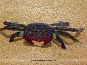 Eine Krabbe am Strand auf Fuerteventura