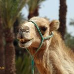 Urlaub im Orient - Kamele und Palmen