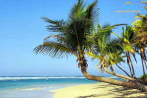 Strand und Palmen auf Kuba in der Karibik