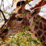 Giraffe in freier Natur - Afrika - Senegal