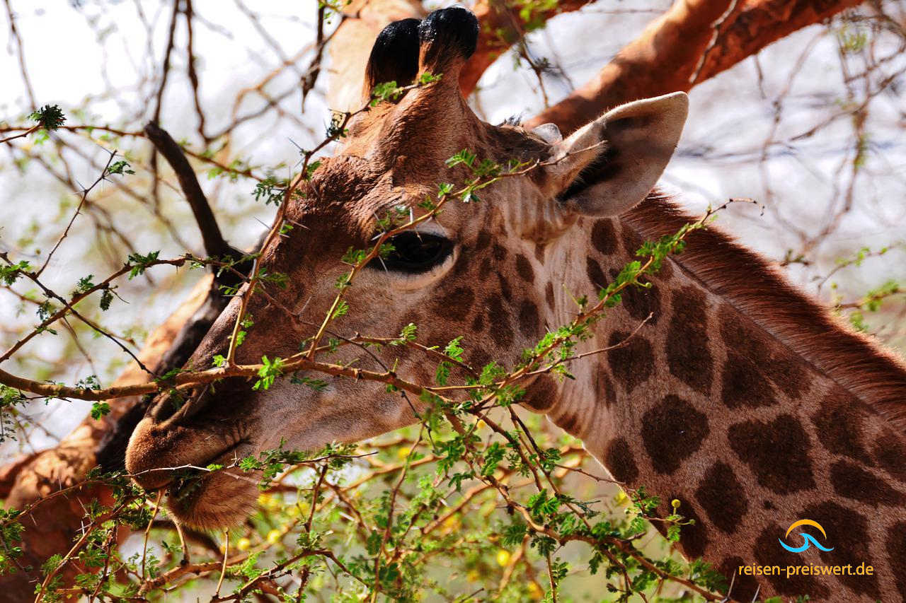 Giraffe in freier Natur - Afrika - Senegal