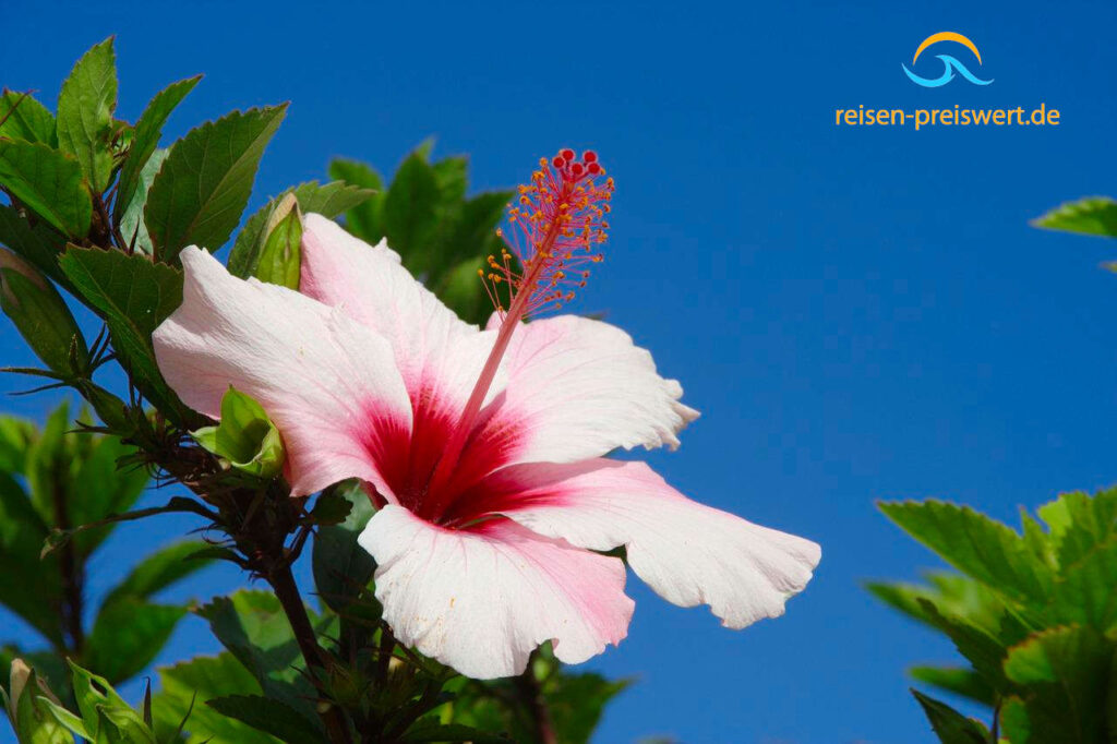 Hibiscus: rosa Blüte mit Stempel - Portugal Madeira