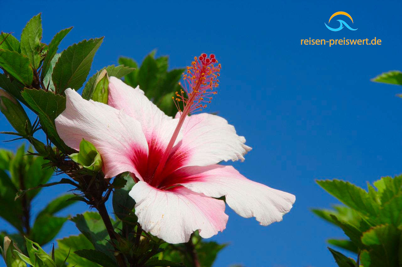 Hibiskus auf Madeira - Porto Santo