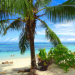 Seychellen: Eine Palme am Strand. Im Hintergrund das blaue Meer