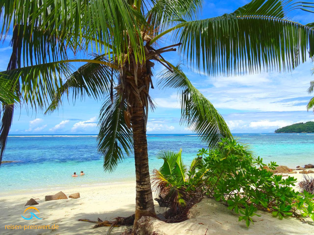 Seychellen: Eine Palme am Strand. Im Hintergrund das blaue Meer
