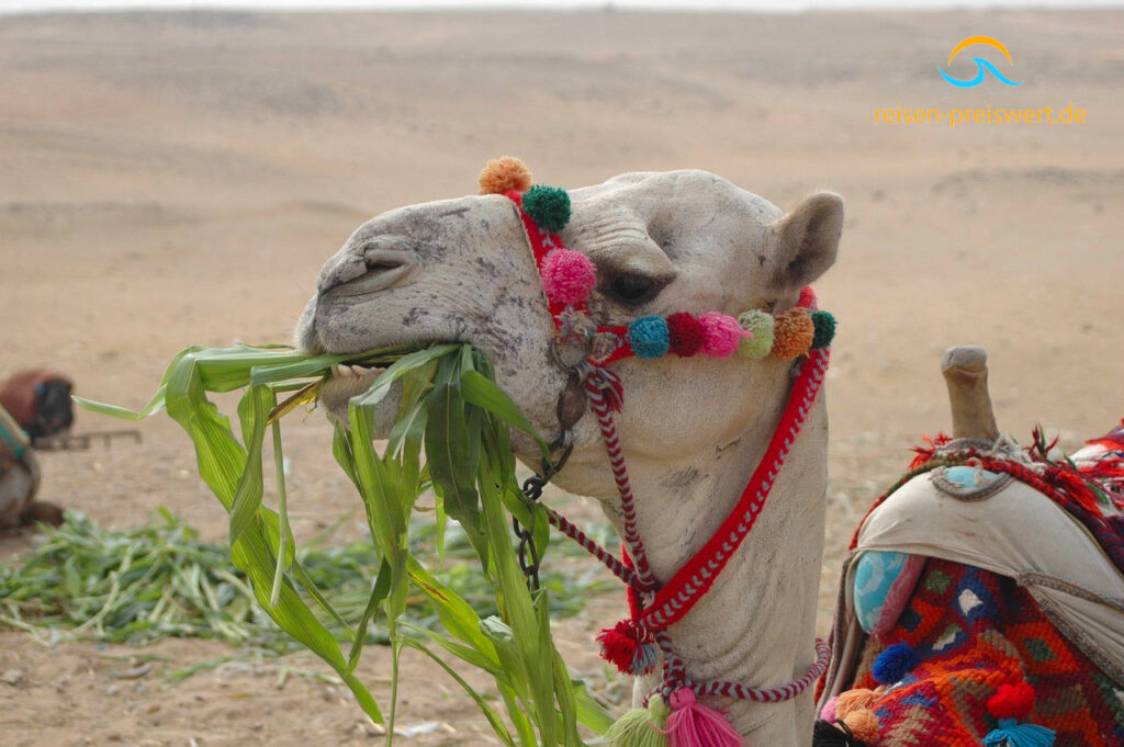Ein Kamel ruht in der Wüste von Ägypten. Es frisst Grünfutter. Auf dem Rücken hat es einen Sitz.