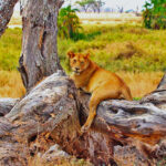 Ein Löwe hängt auf einem Baum und schaut in die Kamera