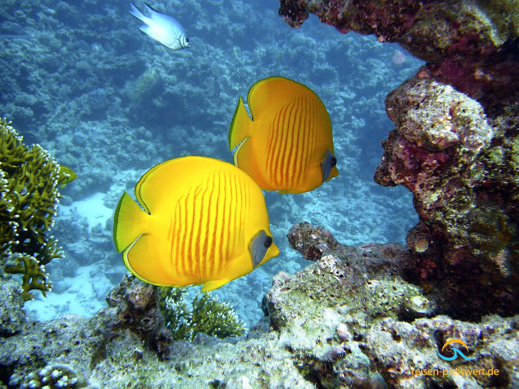 Die Ägyptische Unterwasserwelt aus Sicht eines Tauchers. In der Mitte zwei neongelbe flache Fische über einem Riff. Das Wasser ist klar.