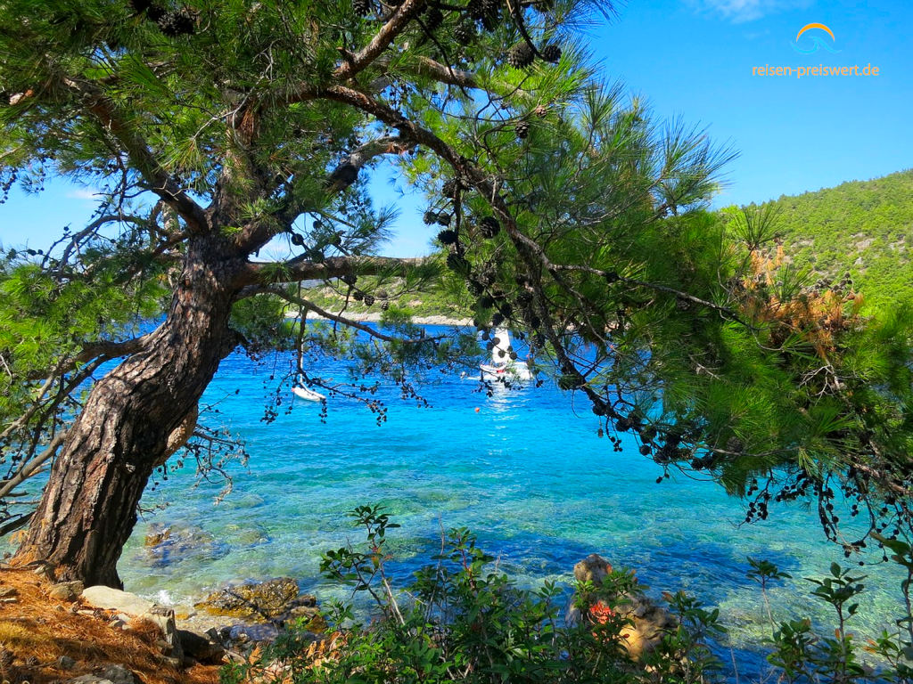 Blick auf eine Badebucht bei Bodrum. Links ein Nadelbaum, der über das kristallklare Wasser ragt. Im Hintergrund kleine Segelboote