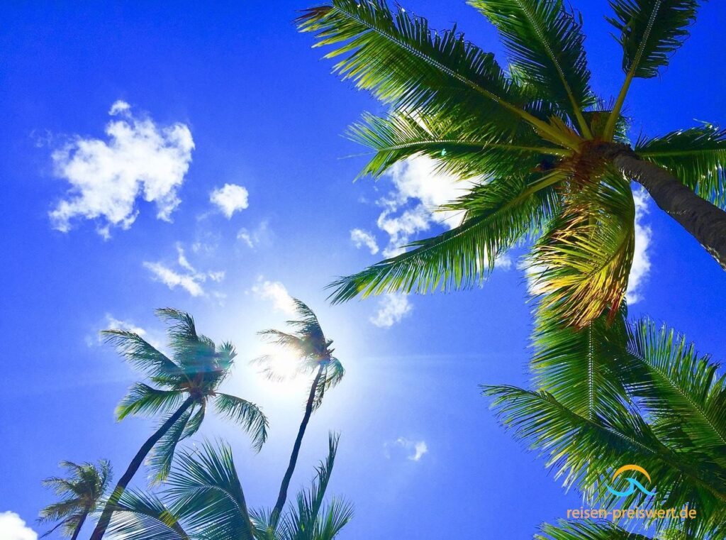 Palmen unter blauem Himmel mit weißen Wolken