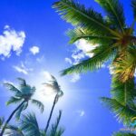 Palmen unter blauem Himmel mit weißen Wolken