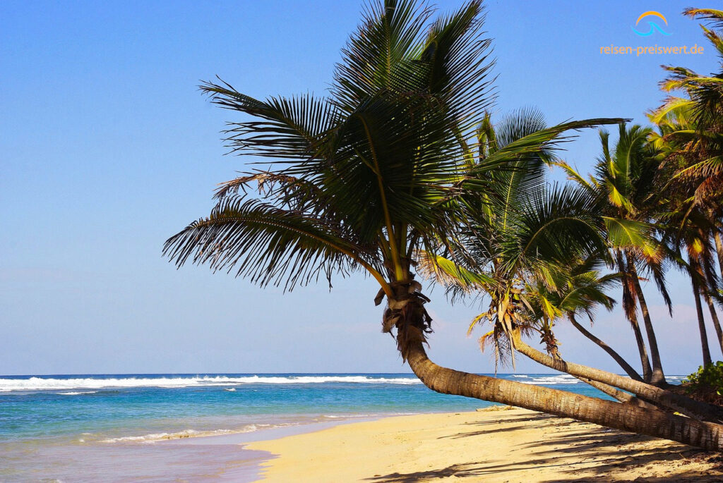 Palmen am Strand von Punta Cana in der Dominikanischen Republik. Mehrere schräg gewachsene Palmen biegen sich über den weißen Sandstrand. Direkt daneben laufen Wellen im blauen Meer an den Strand. Der Himmel ist blau und die Sonne scheint.