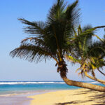 Palmen am Strand von Punta Cana in der Dominikanischen Republik. Mehrere schräg gewachsene Palmen biegen sich über den weißen Sandstrand. Direkt daneben laufen Wellen im blauen Meer an den Strand. Der Himmel ist blau und die Sonne scheint.