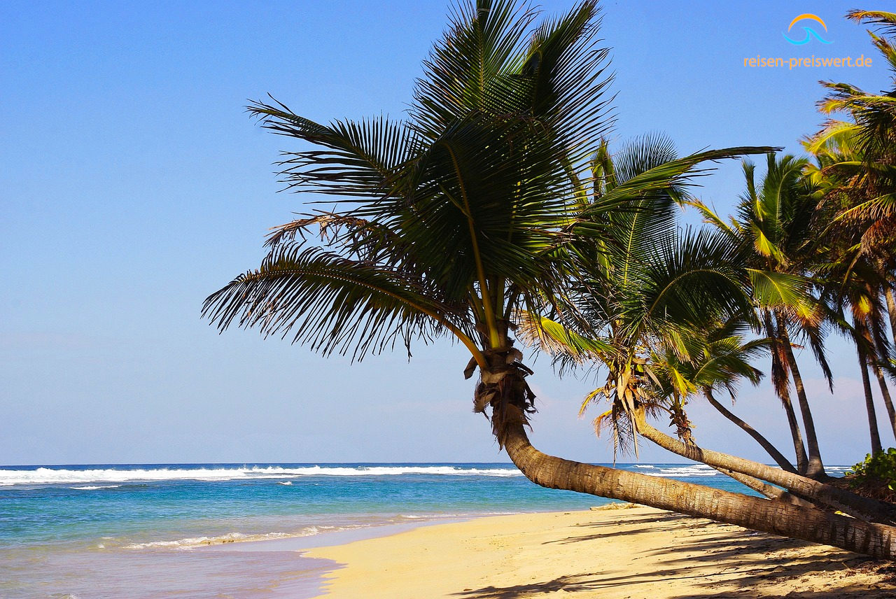 Palmen am Strand von Punta Cana in der Dominikanischen Republik. Mehrere schräg gewachsene Palmen biegen sich über den weißen Sandstrand. Direkt daneben laufen Wellen im blauen Meer an den Strand. Der Himmel ist blau und die Sonne scheint.