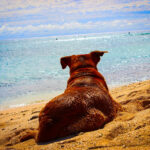 Ein brauner Hund liegt im Urlaub am weißen Sandstrand und schaut auf das Meer.