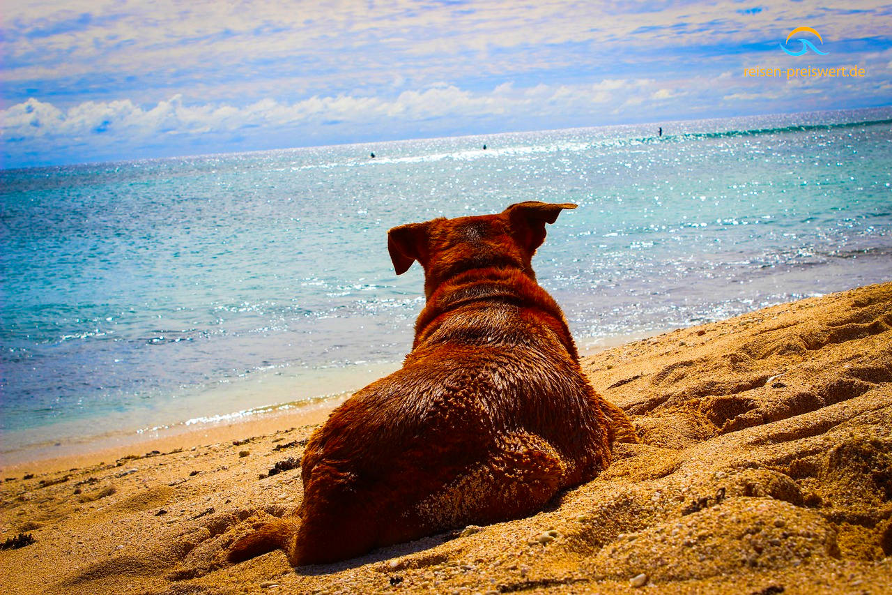 Ein brauner Hund liegt im Urlaub am weißen Sandstrand und schaut auf das Meer.